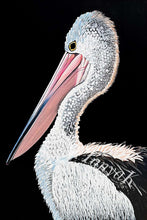 ‘A Pelican Called Monty’